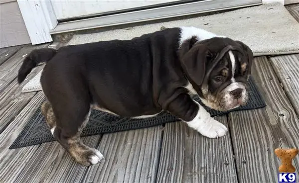 English Bulldog puppy for sale