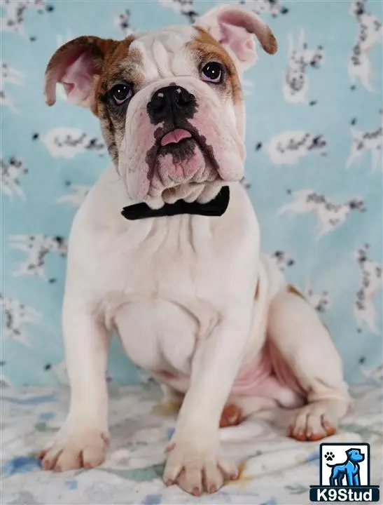 English Bulldog puppy for sale