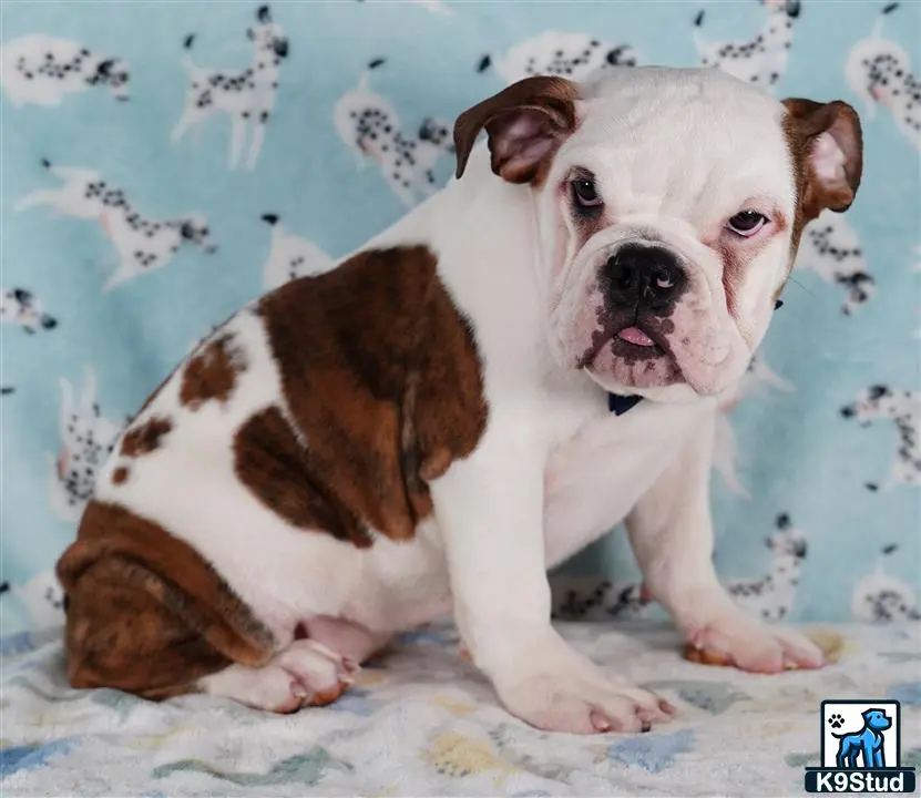 English Bulldog puppy for sale