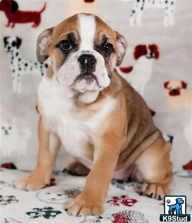 English Bulldog puppy for sale