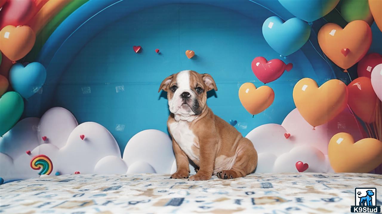 a english bulldog dog sitting on a bed