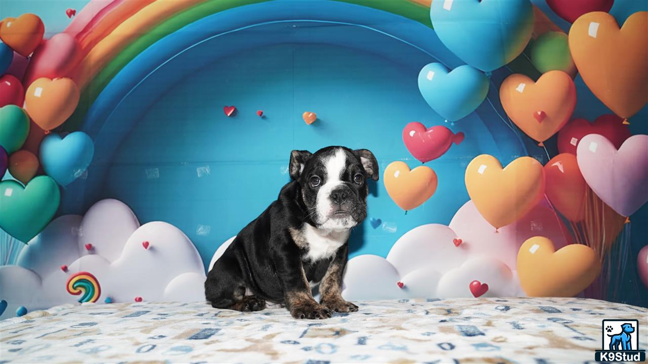 a english bulldog dog sitting on a bed with balloons