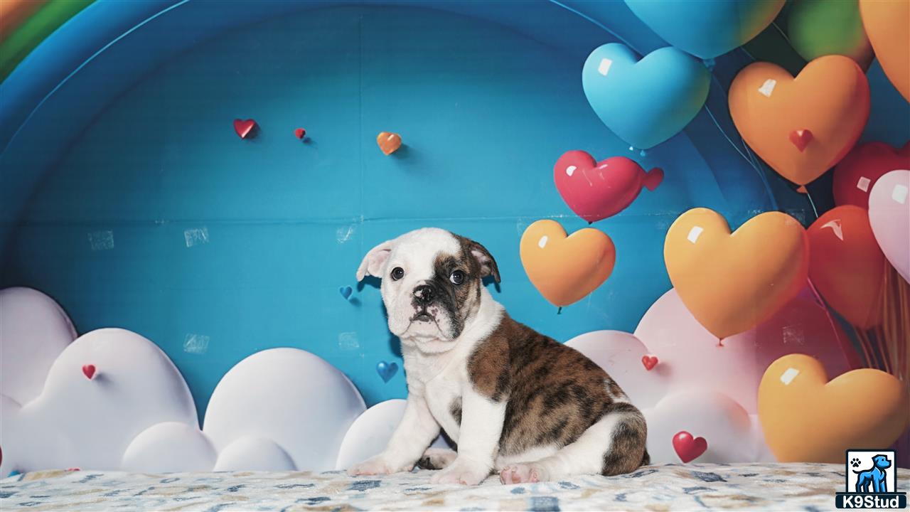 a english bulldog dog sitting on a blanket with balloons in the background