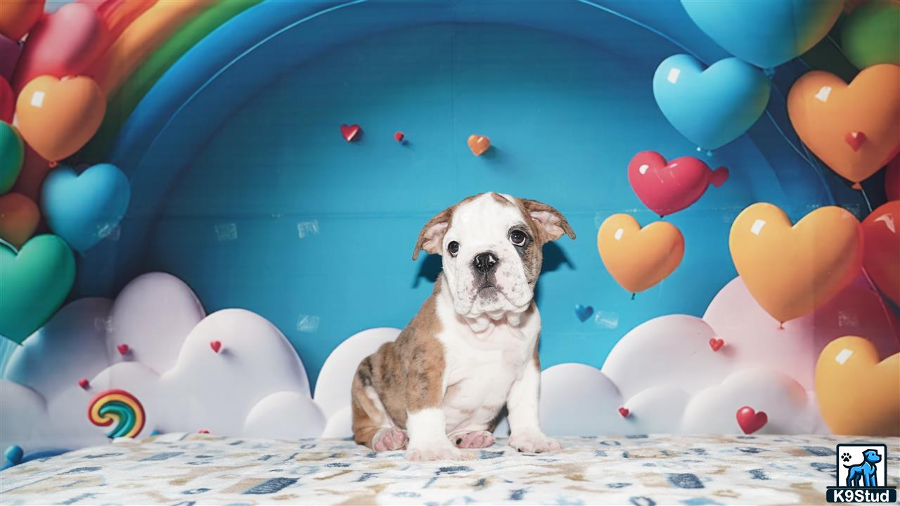 a english bulldog dog sitting in a room with balloons