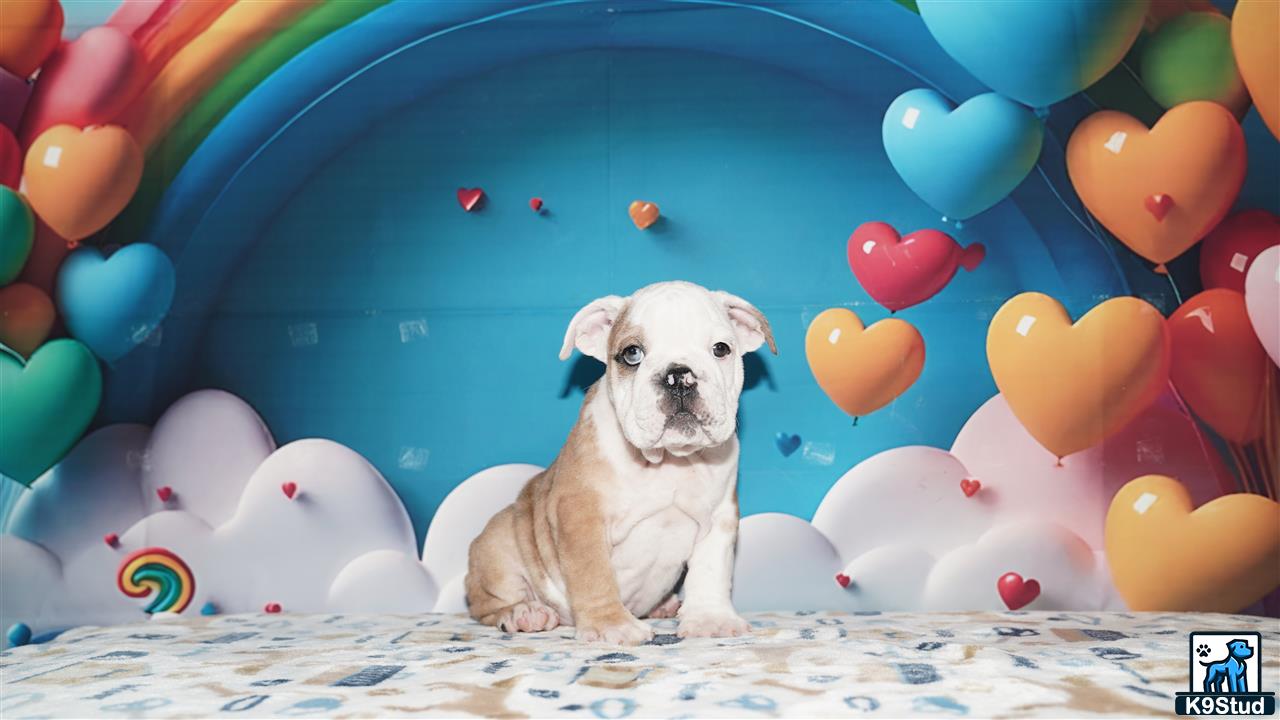 a english bulldog dog sitting in a room with balloons