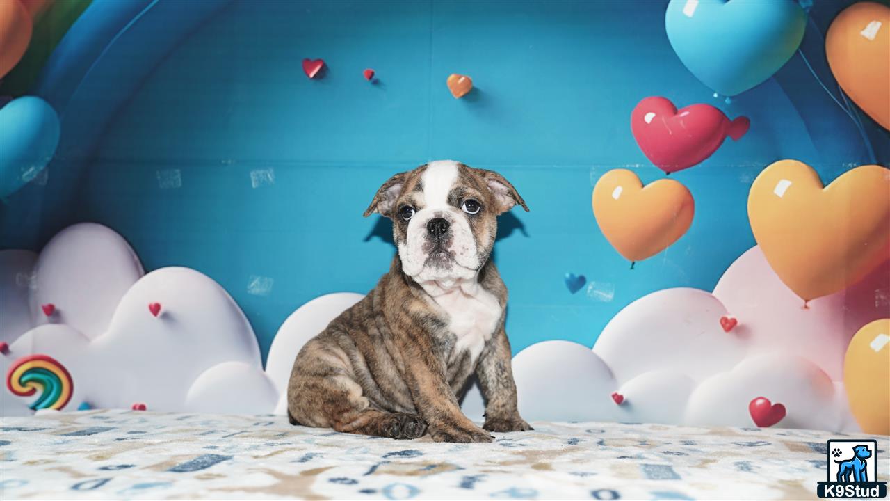 a english bulldog dog sitting on a bed with balloons in the background
