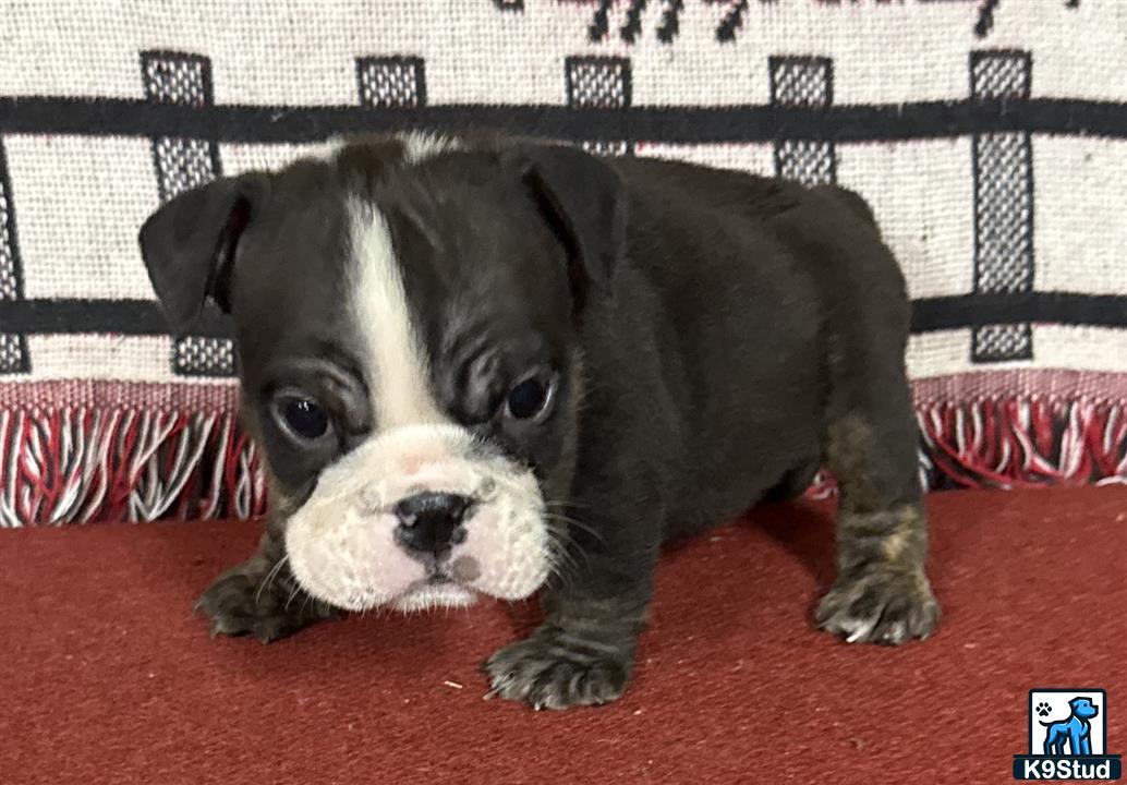 a english bulldog puppy lying on a red carpet