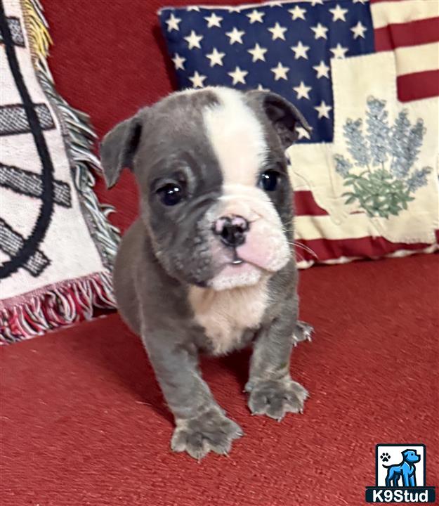 a english bulldog dog sitting on a red carpet