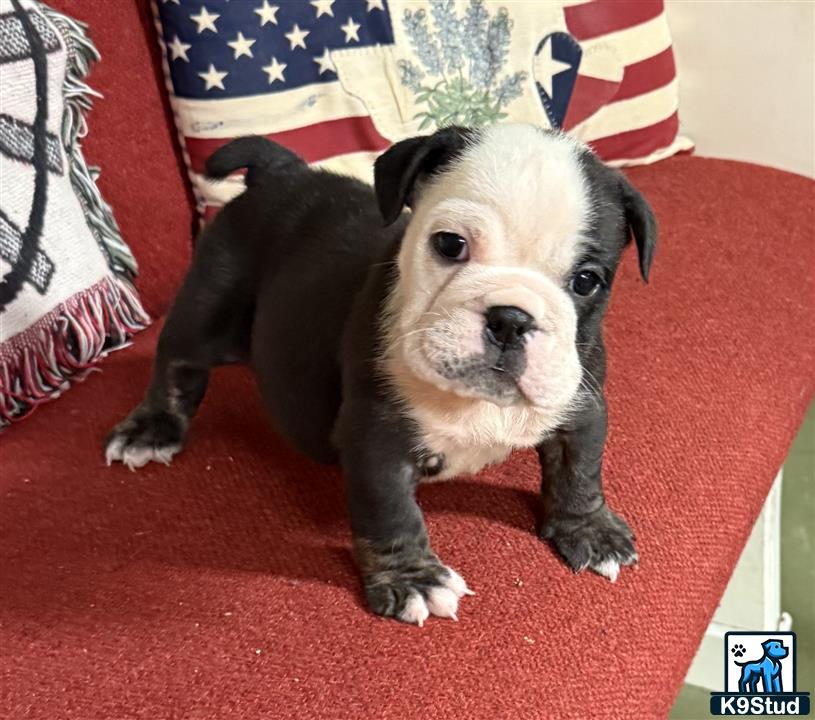 a english bulldog dog sitting on a red carpet