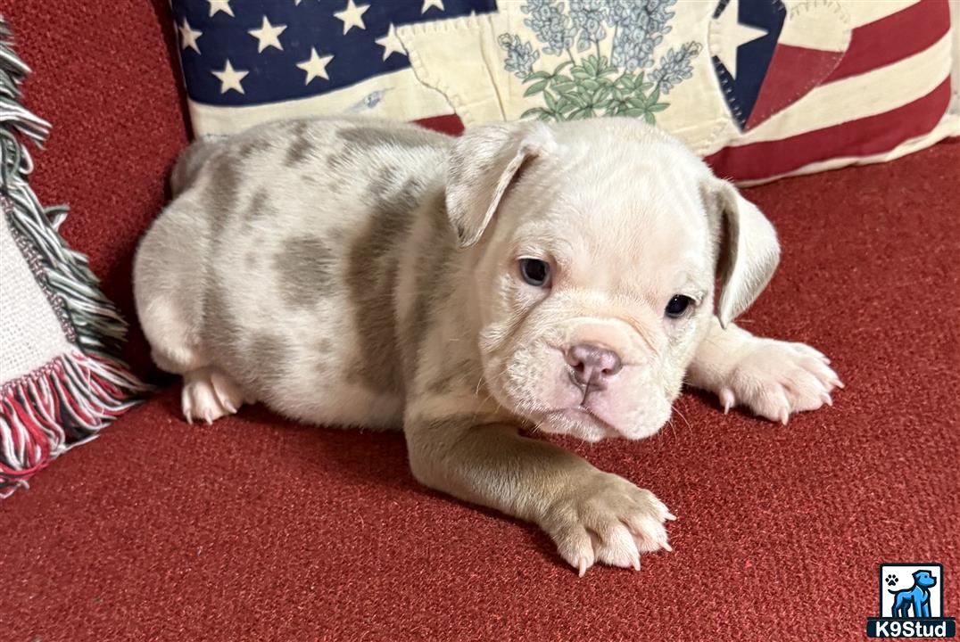 a english bulldog puppy lying on a red carpet