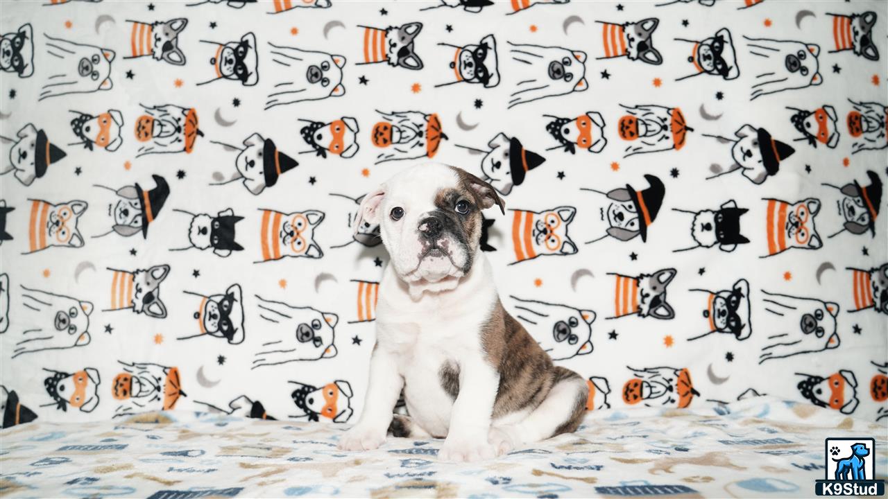a english bulldog dog sitting on a bed with a wall of cartoon characters