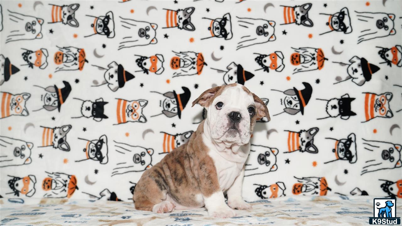 a english bulldog dog sitting in front of a wall of butterflies
