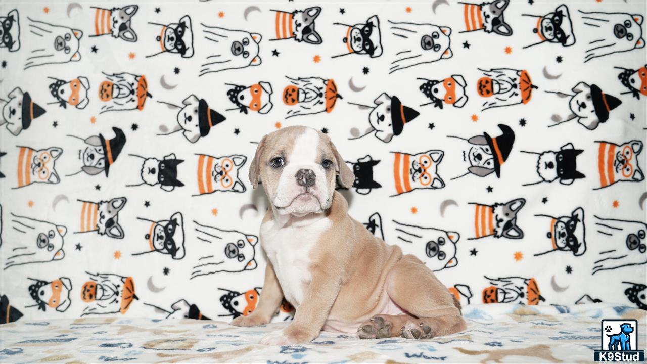 a english bulldog dog sitting in front of a wall covered in notes