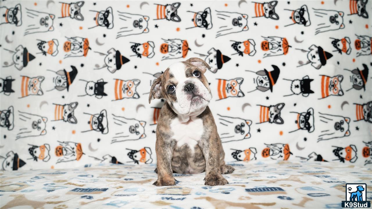 a english bulldog dog sitting on a bed