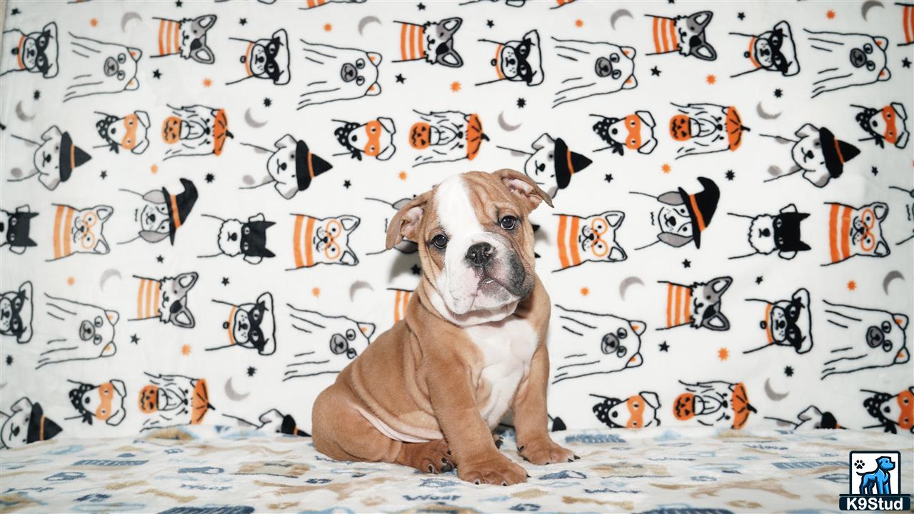 a english bulldog dog sitting in front of a wall covered in cartoon characters