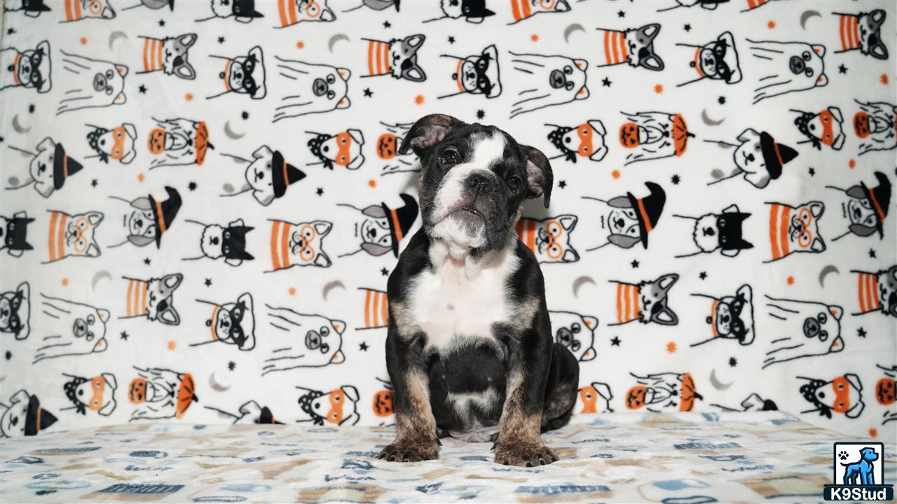 a english bulldog dog sitting on a bed