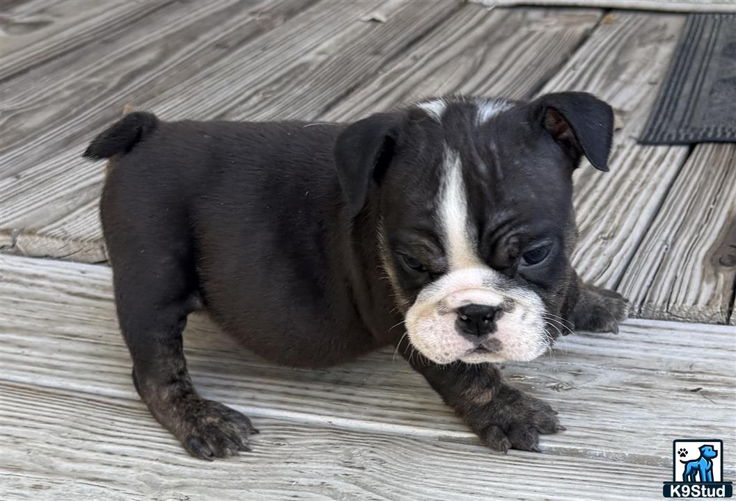 a english bulldog dog lying on a wood deck