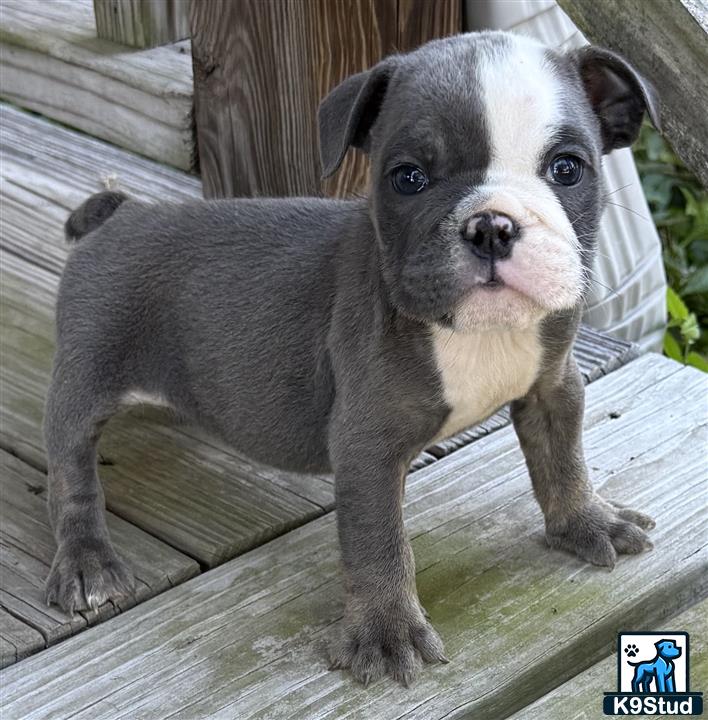 a english bulldog dog sitting on a bench
