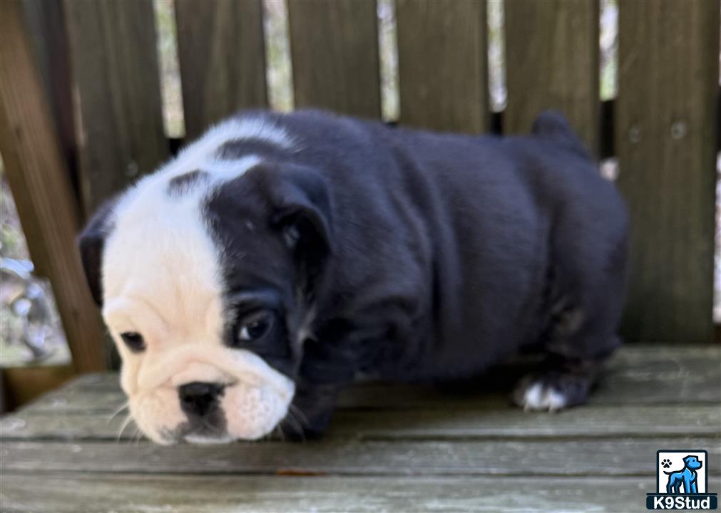 a couple of english bulldog dogs lying on a wooden surface