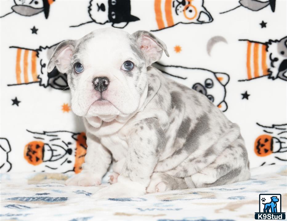 a english bulldog dog sitting on a bed