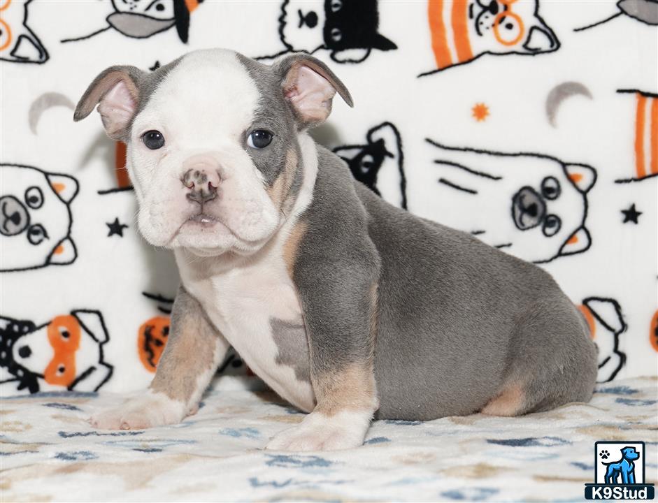 a english bulldog dog sitting on a bed