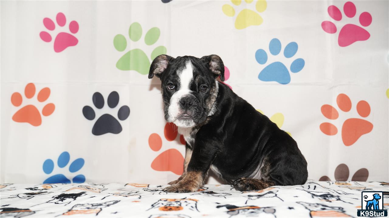 a english bulldog dog sitting on a couch