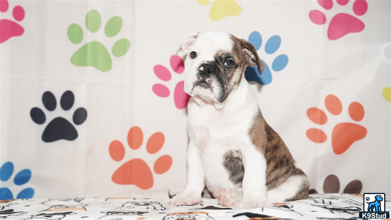 a english bulldog dog sitting on a couch
