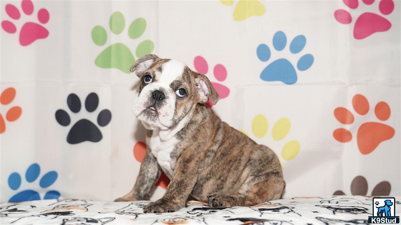 a english bulldog dog sitting on a bed