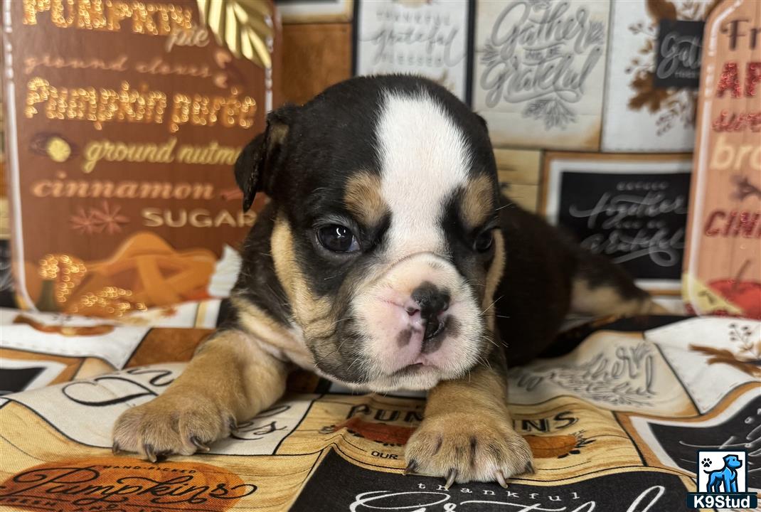 a english bulldog dog lying on a bed
