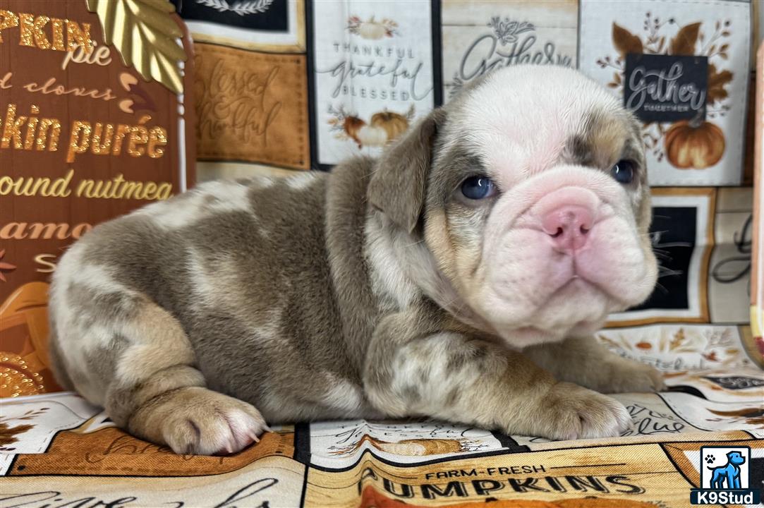 a english bulldog dog lying on a table