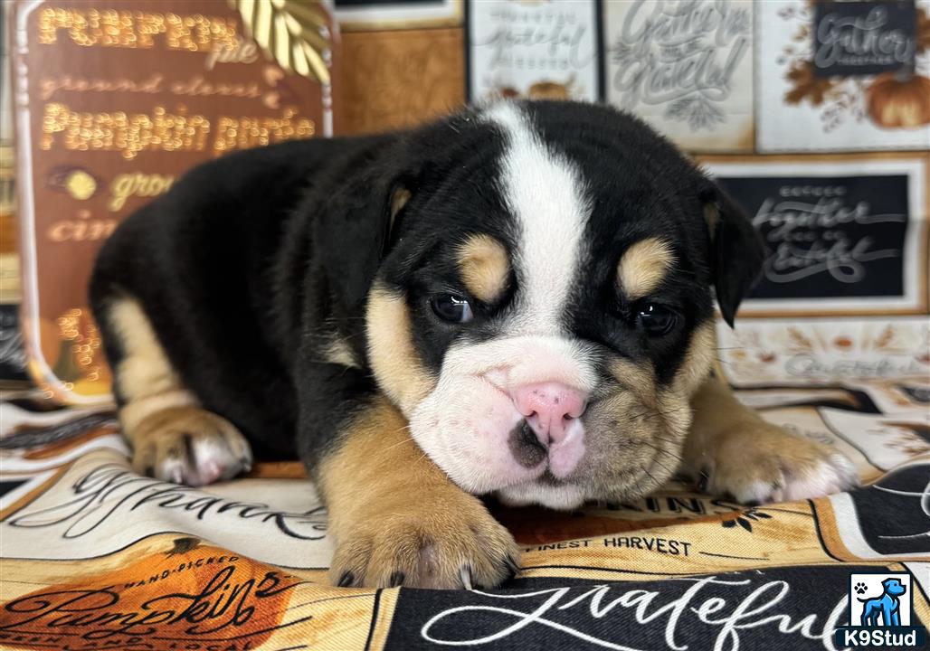 a english bulldog dog lying on a bed