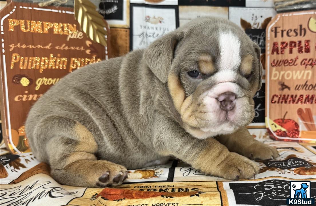 a english bulldog dog lying on a bed