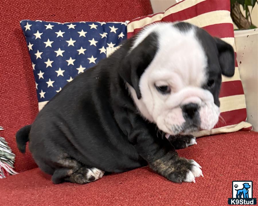 a english bulldog dog lying on a red surface with a flag in the background