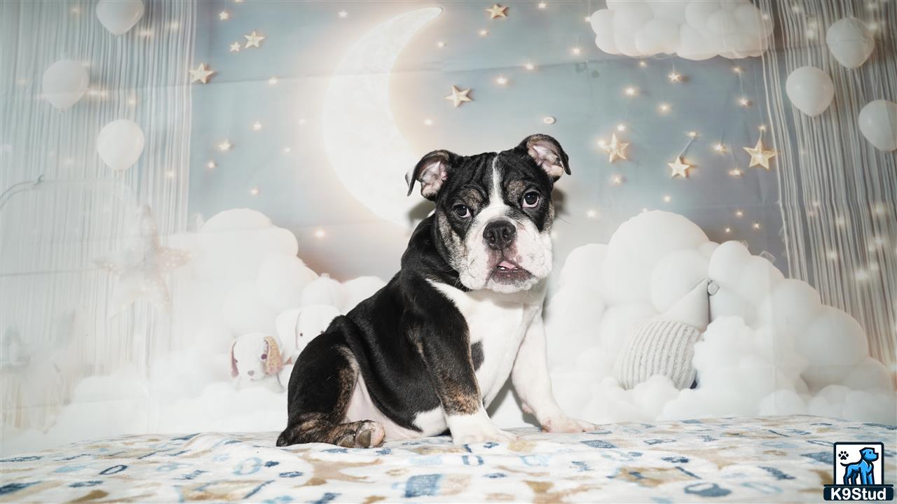 a english bulldog dog sitting on a bed