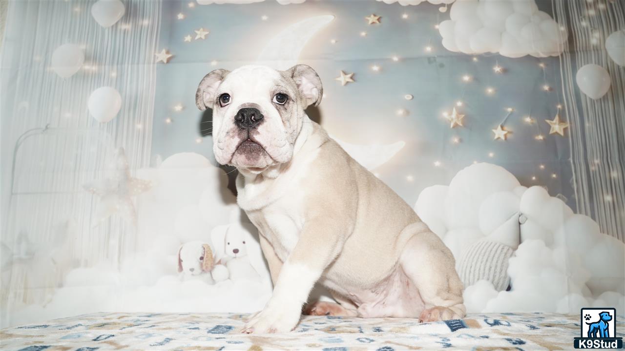 a english bulldog dog sitting on a bed