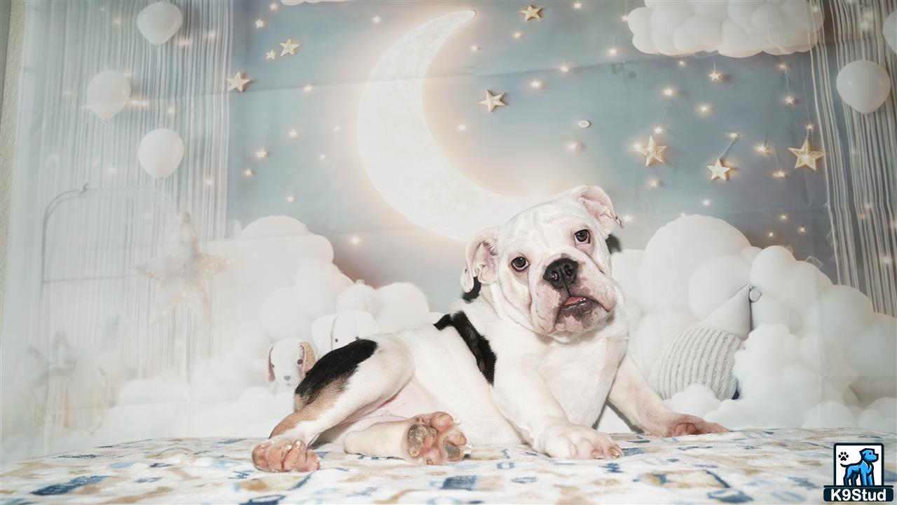 a english bulldog dog lying on a bed