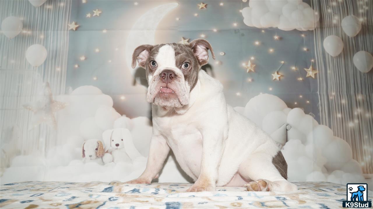 a english bulldog dog sitting on a bed with stuffed animals