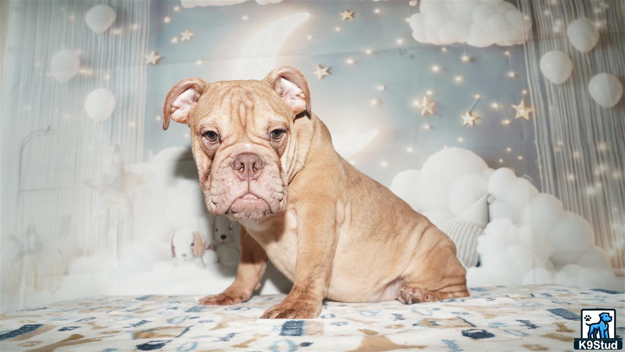a english bulldog dog sitting on a bed