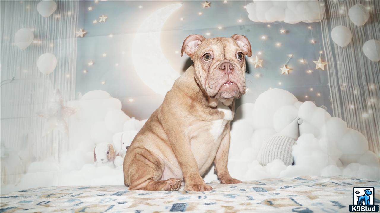 a english bulldog dog sitting on a bed
