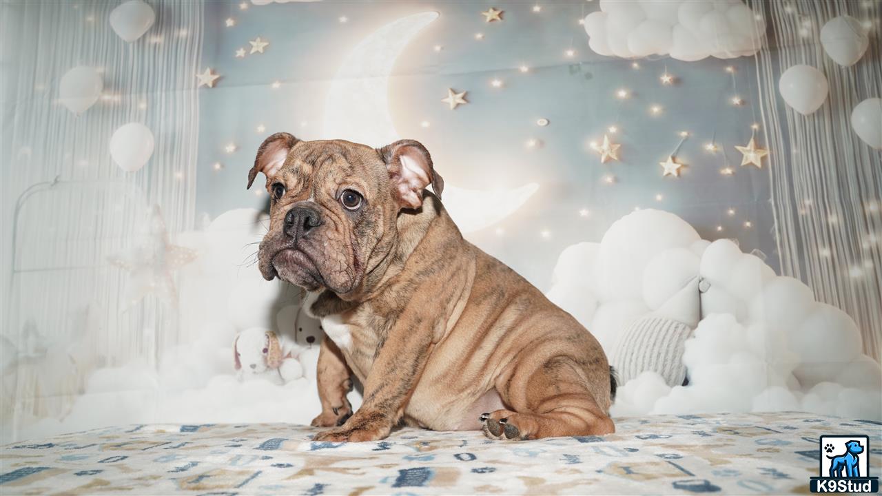 a english bulldog dog sitting on a bed