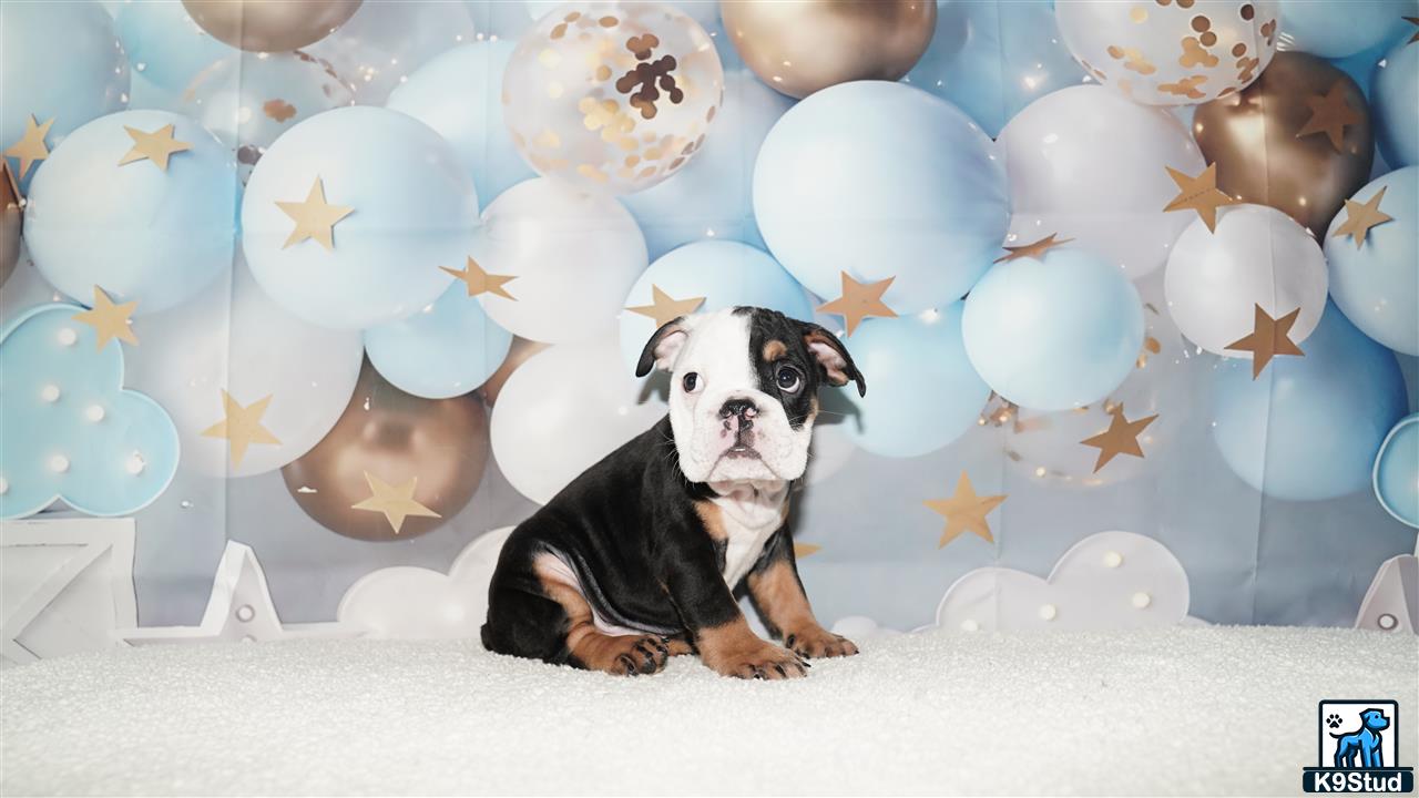 a english bulldog dog wearing a crown