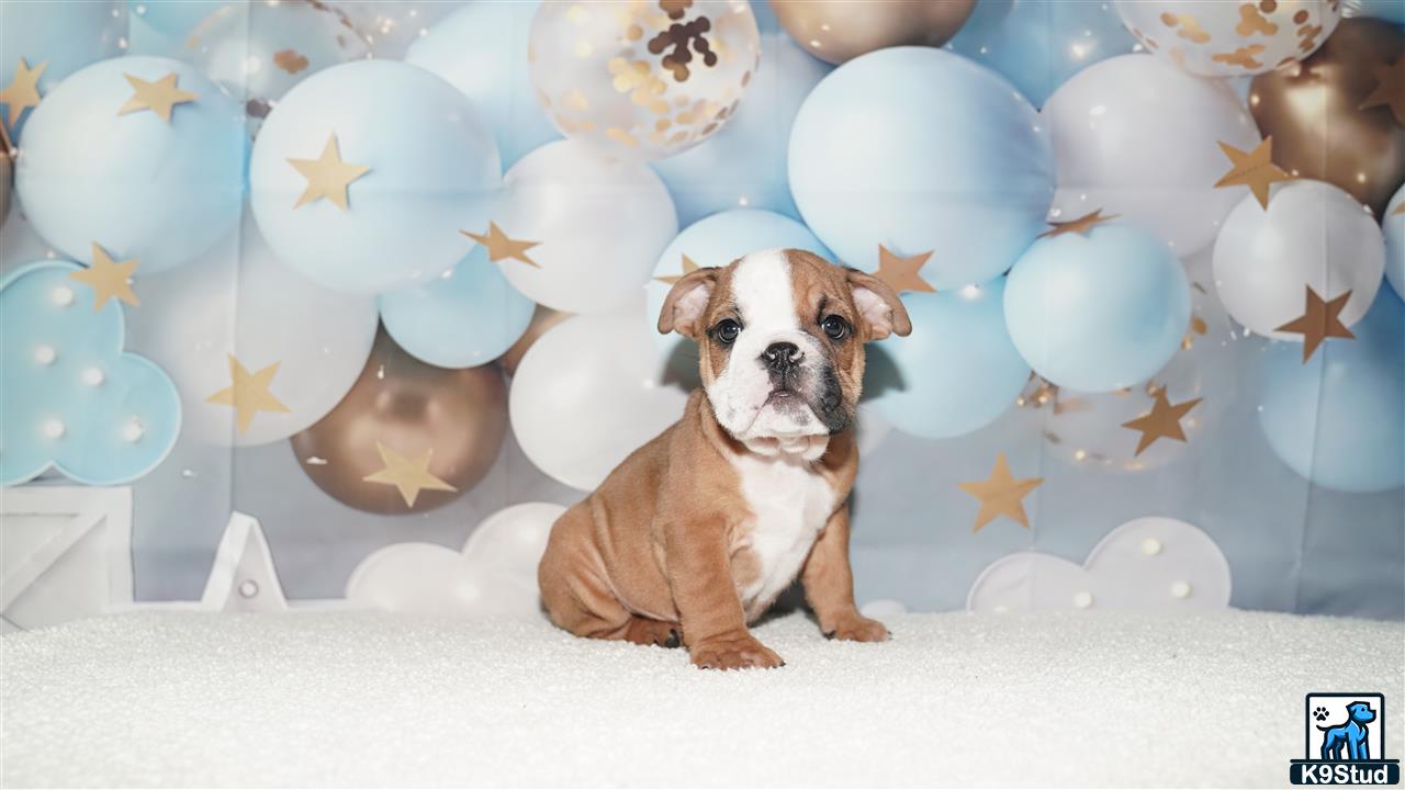 a english bulldog dog sitting in front of a wall of balloons