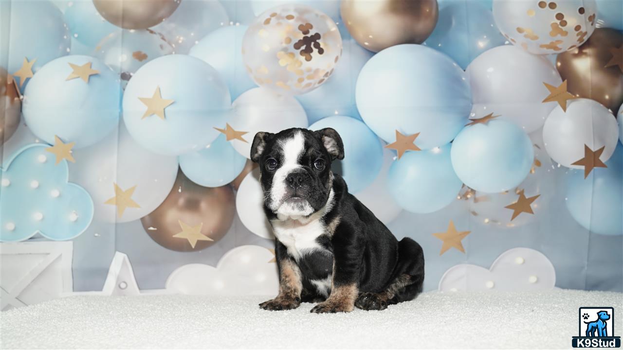 a english bulldog dog sitting in front of a wall of balloons