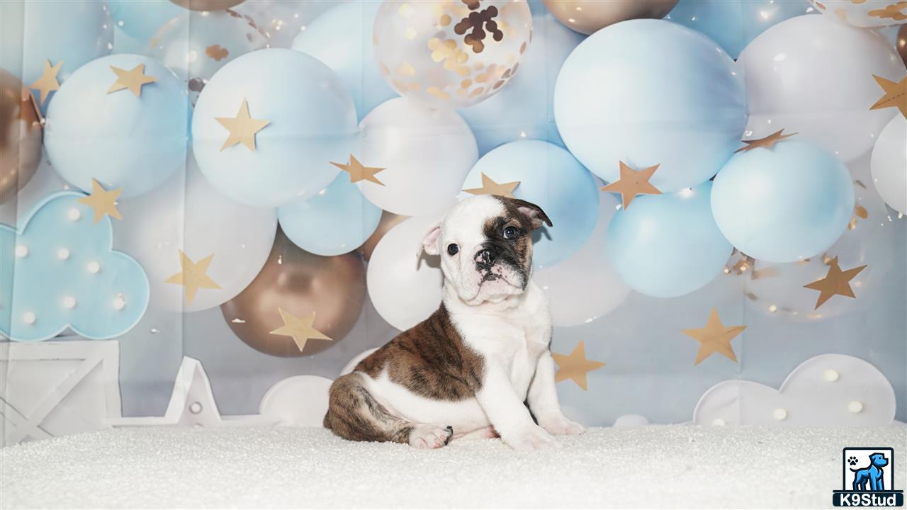 two english bulldog dogs sitting in front of a wall of balloons