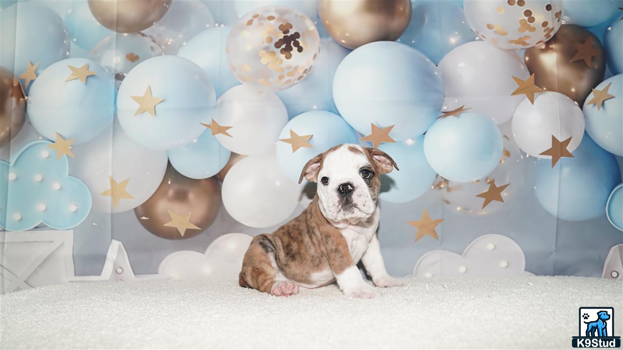 a english bulldog dog sitting in front of a wall of balloons