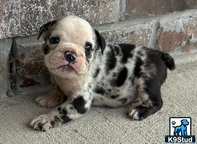 a english bulldog puppy lying on a rock