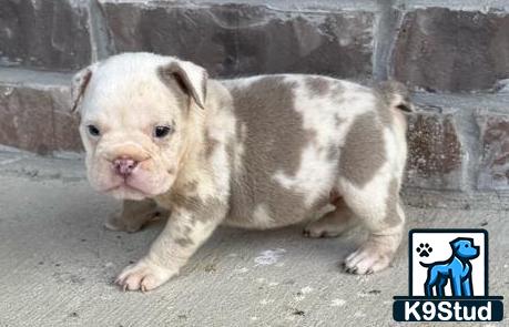 a baby english bulldog puppy standing on the ground