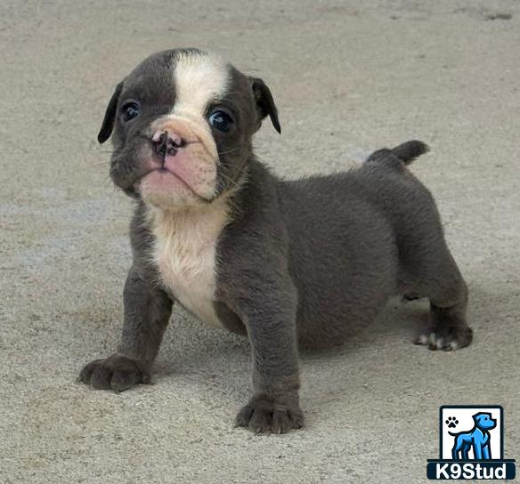 a small english bulldog dog sitting