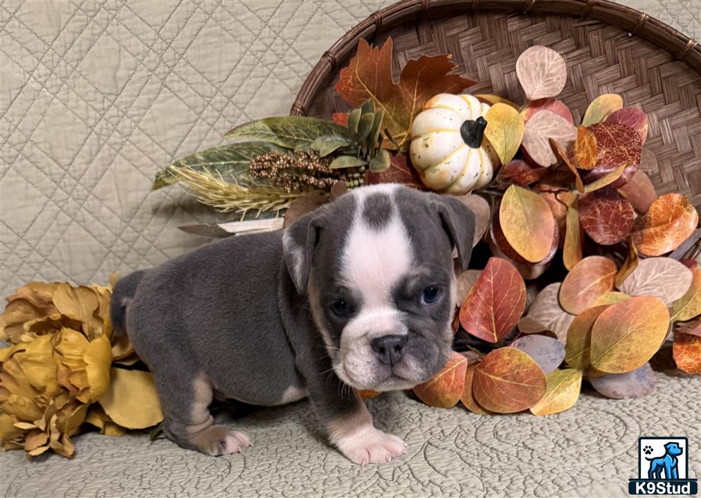 a english bulldog dog sitting on the ground with leaves on it