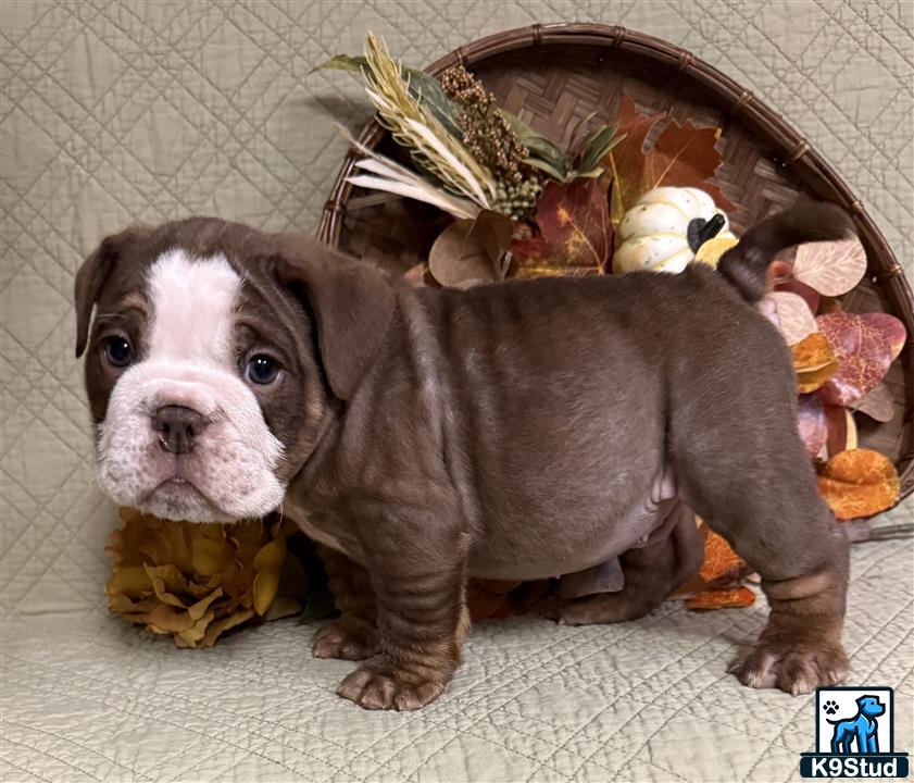 a english bulldog dog with a turtle head